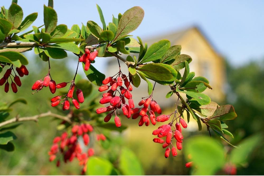 Şeker hastalarının şifası bulundu. Yer yemez kan şekerini düşürüyor - Resim: 20